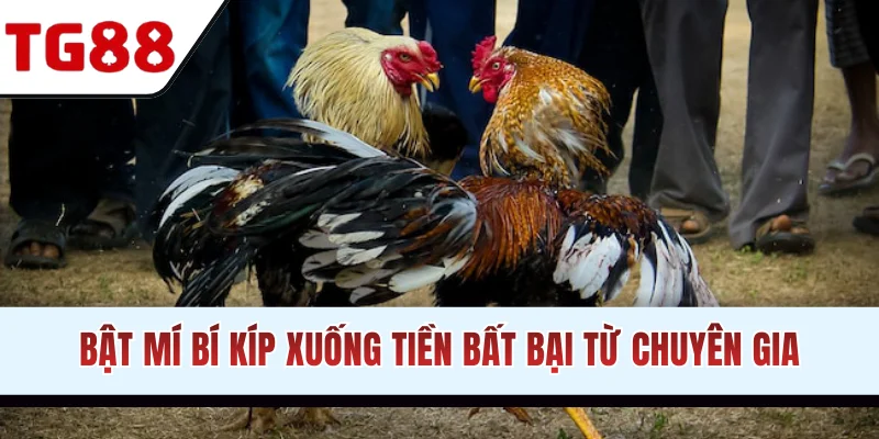 Bật mí bí kíp xuống tiền bất bại từ chuyên gia