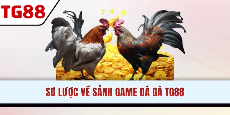 Vài nét thông tin cơ bản về đá gà TG88