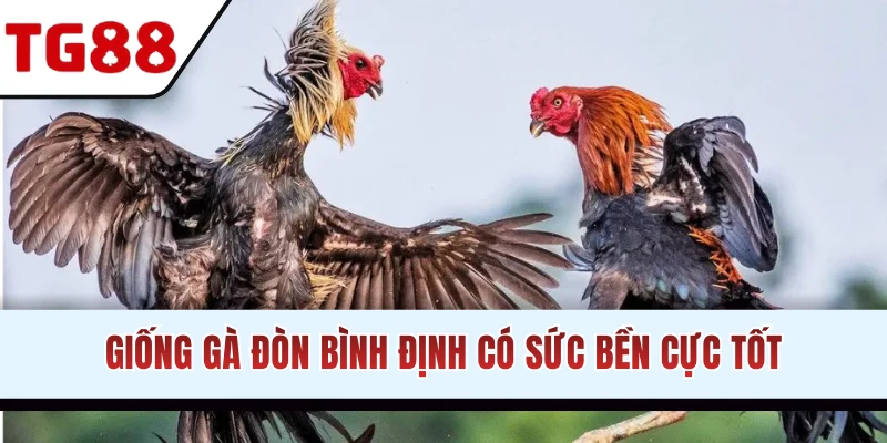 Giống gà đòn Bình Định có sức bền cực tốt